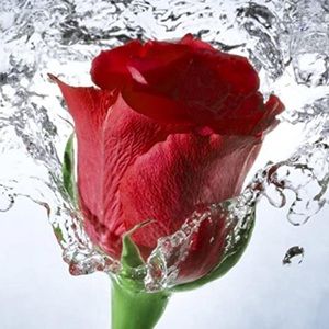 Meet your Posher, Larissa